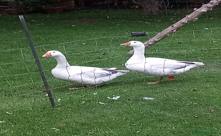 Geese poultry - Advert 1