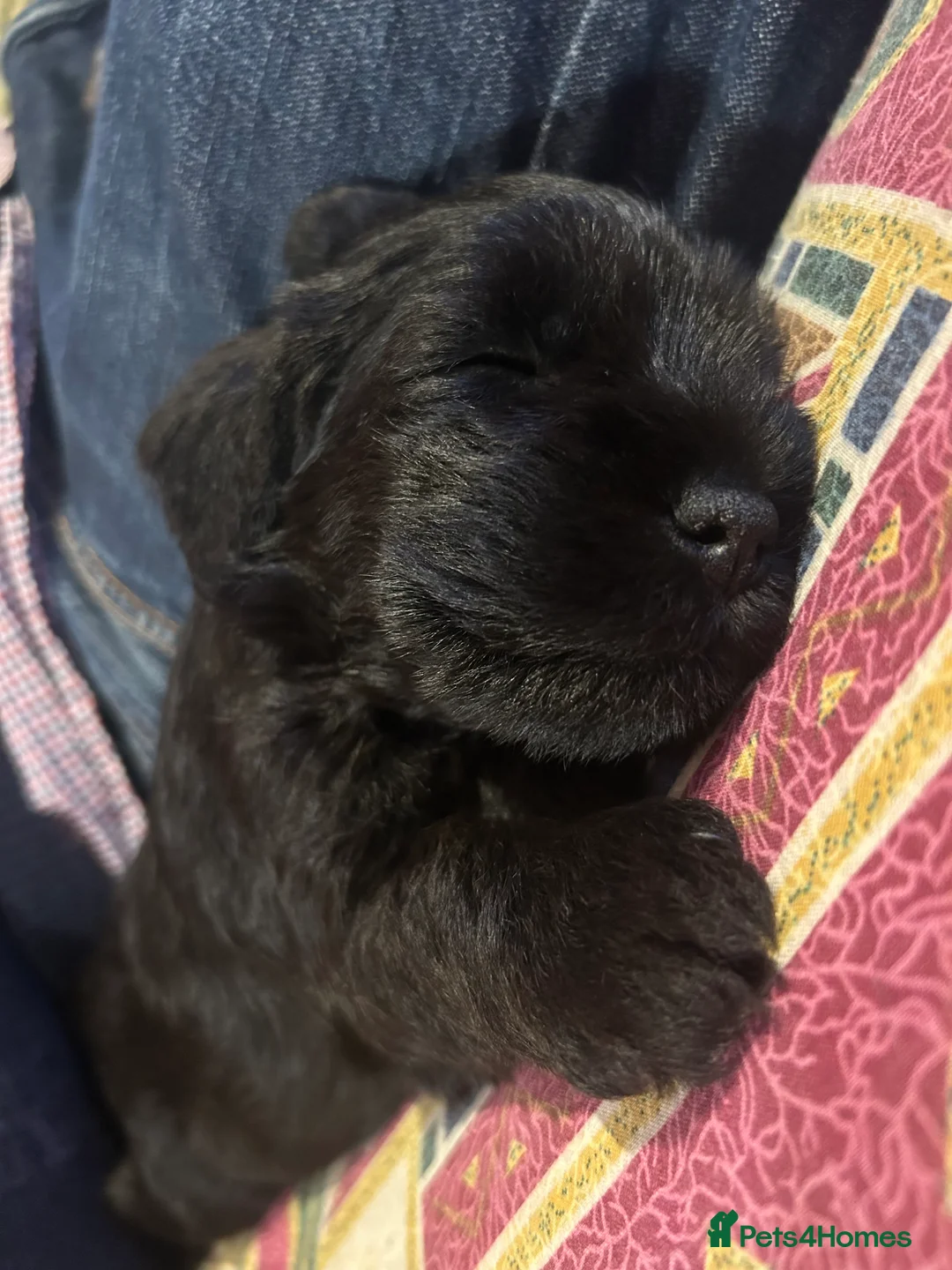 Miniature Schnauzer dogs for sale: Pedigree Miniature Schnauzers in Nottingham - Advert 13