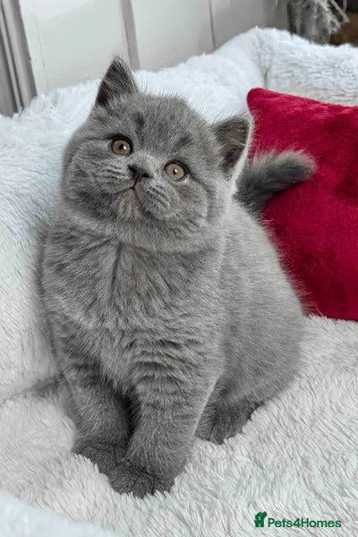 British Shorthair cats  beautiful british shorthair kittens  - Advert 17