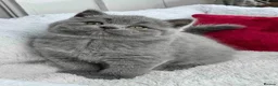 British Shorthair cats for sale:  beautiful british shorthair kittens  - Advert 1