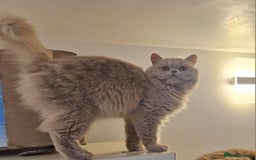 British Longhair cats for sale: Sweet full pedigree British little girl  - Image 6