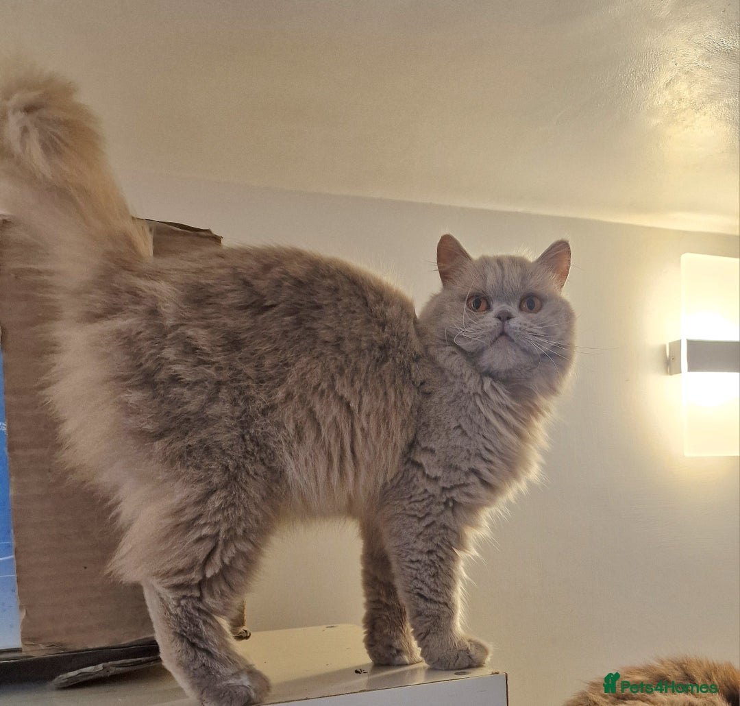 British Longhair cats for sale: Sweet full pedigree British little girl  - Image 6