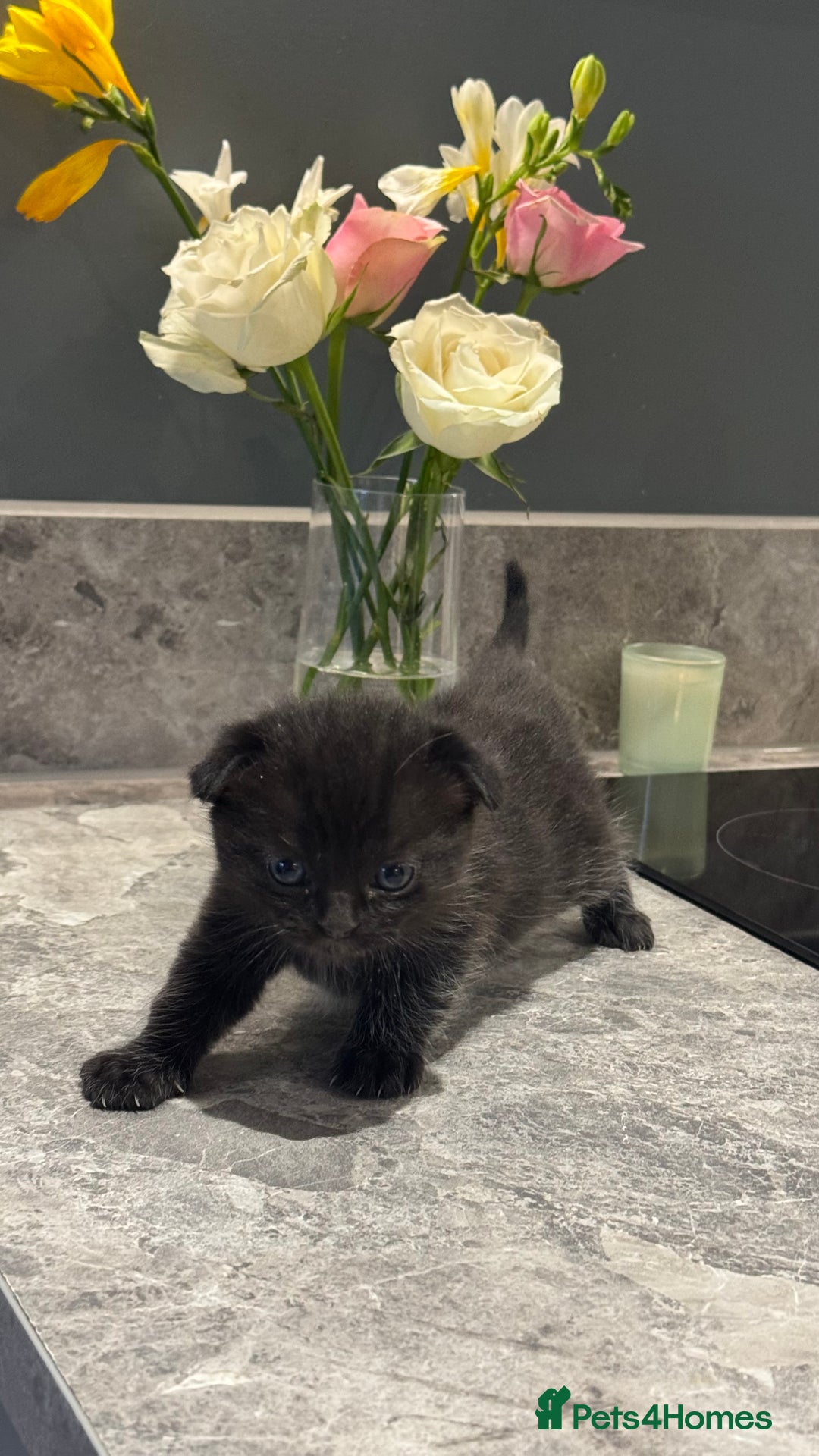 British Shorthair cats for sale: 🐾✨ READY for Their Forever Home ✨🐾 - Image 13