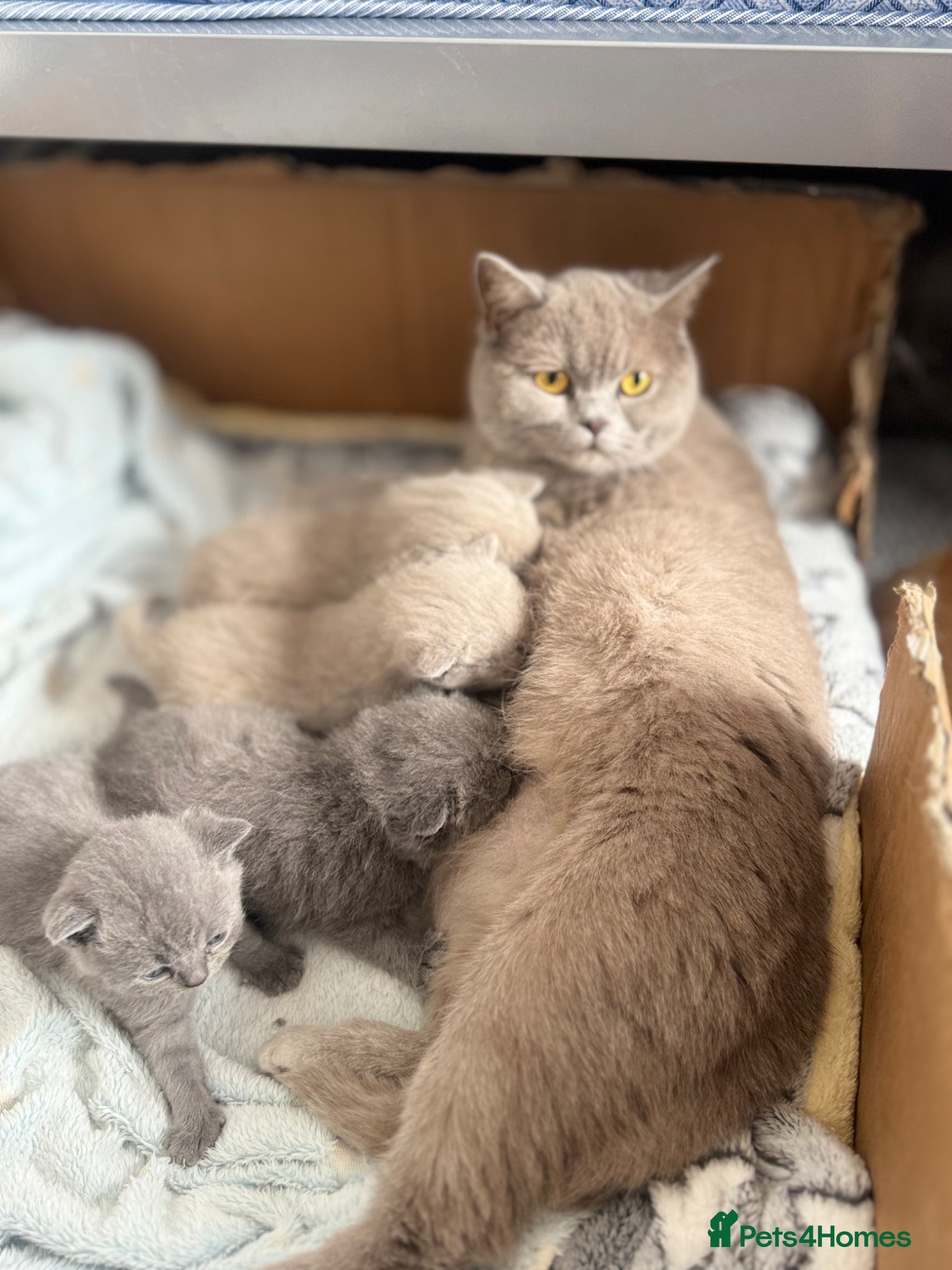 British Shorthair cats Lovely cute British blue kittens  - Advert 2