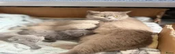 British Shorthair cats for sale: Lovely cute British blue kittens  in Abergavenny - Advert 1