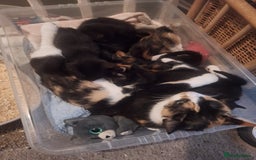 Domestic Shorthair cats for sale: 2 different litters,both mothers can be seen  - Image 6