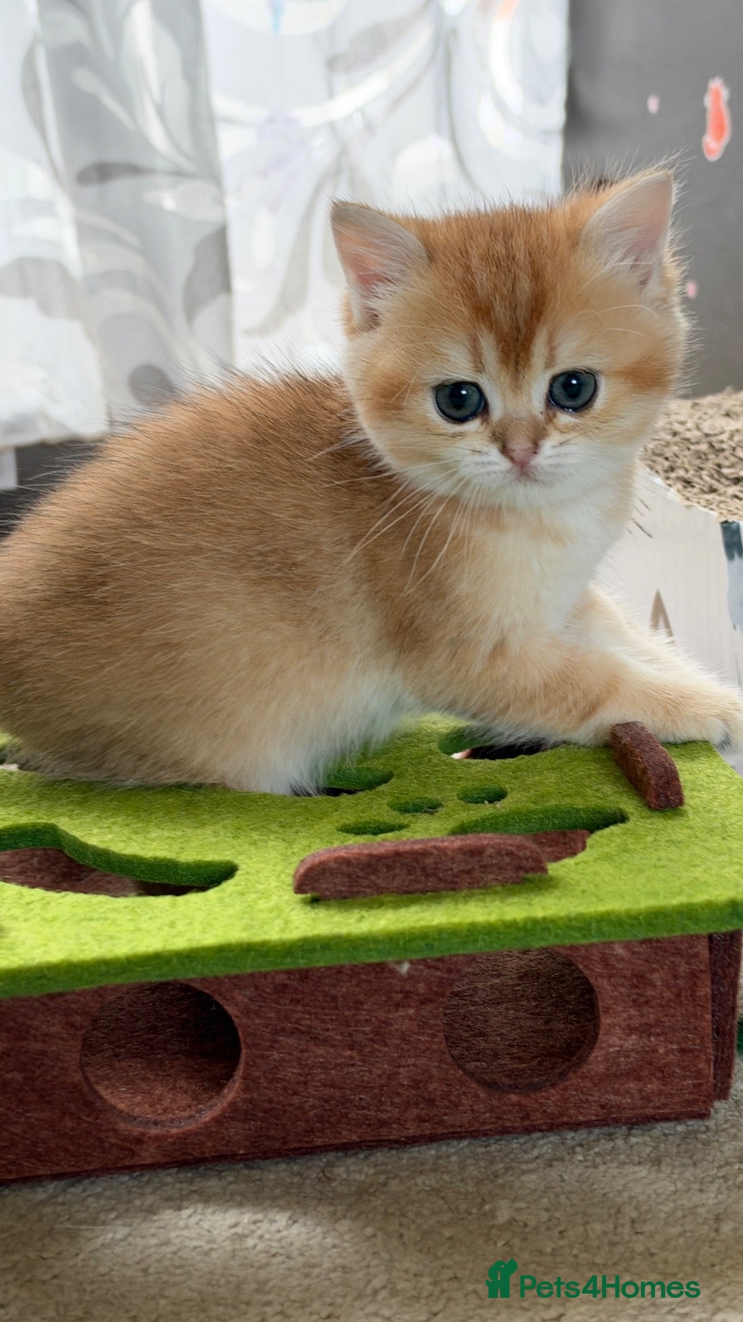 British Shorthair cats BSH GCCF GOLDEN AND LILAC KITTENS  - Advert 13