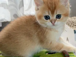 British Shorthair cats BSH GCCF GOLDEN AND LILAC KITTENS - Advert 13