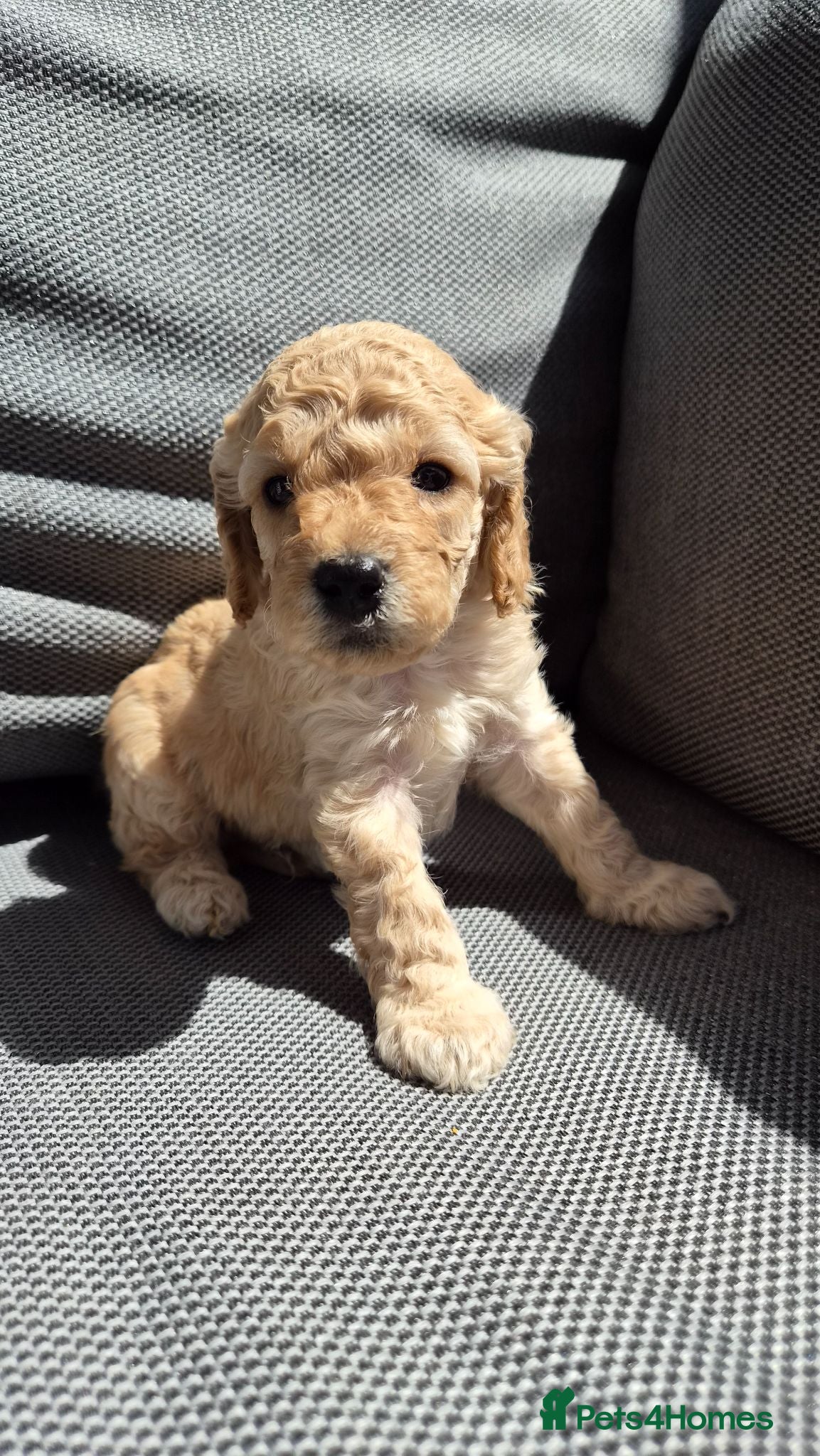 Cockapoo dogs Gorgeous Cockapoo Puppies Available forReservation - Advert 1