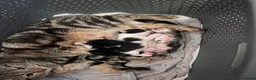 Mixed Breed cats for sale: Black and White Maine Coon Mix Male Kitten - Advert 1