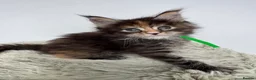 Maine Coon cats for sale: Superb quality Maine coon girls  - Advert 19