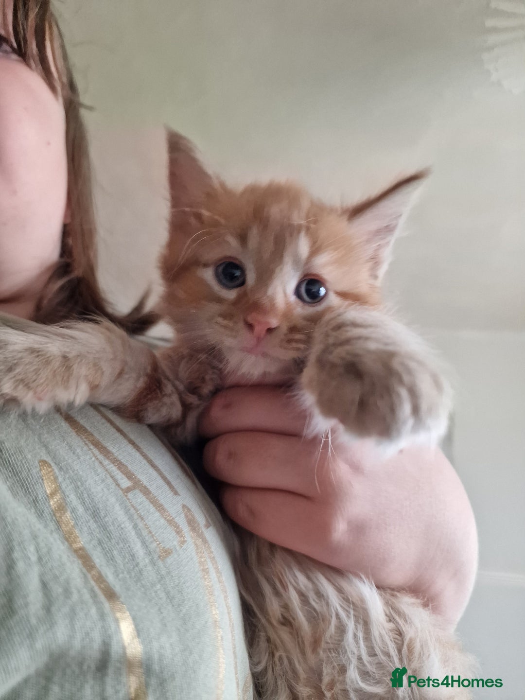 Mixed Breed cats for sale: 1 beautiful male kitten last of the litter  - Image 3
