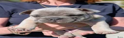 French Bulldog dogs for sale: French bulldog puppies  - Advert 6