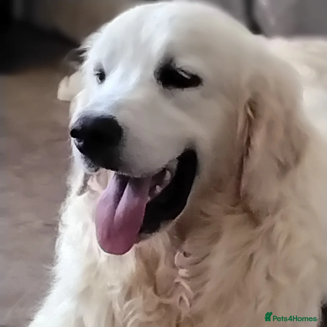 Golden Retriever dogs for sale: Golden retriever male - Image 8