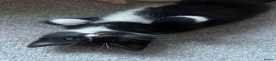 Turkish Angora Kitten 1
