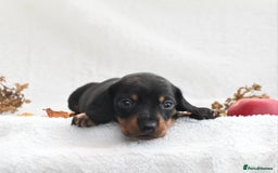 Miniature Dachshund dogs for sale: Beautiful KC black and tan smooth girls - Advert 9