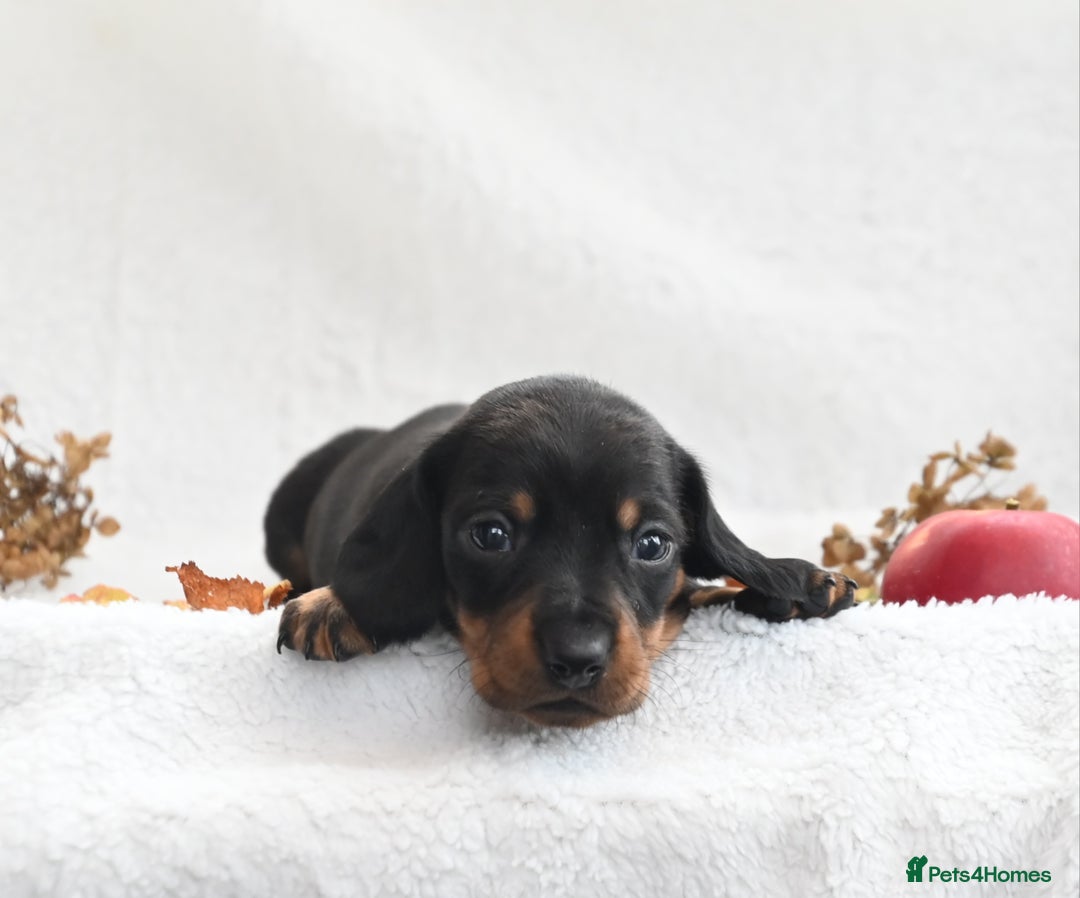 Miniature Dachshund dogs for sale: Beautiful KC black and tan smooth girls - Advert 9