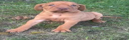 Hungarian Vizsla dogs for sale: TRUE HUNGARIAN VIZSLA PUPPIES  - Advert 8