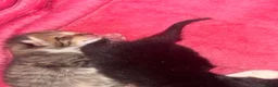 Mixed Breed cats for sale: Kittens  in Ross-on-Wye - Advert 12