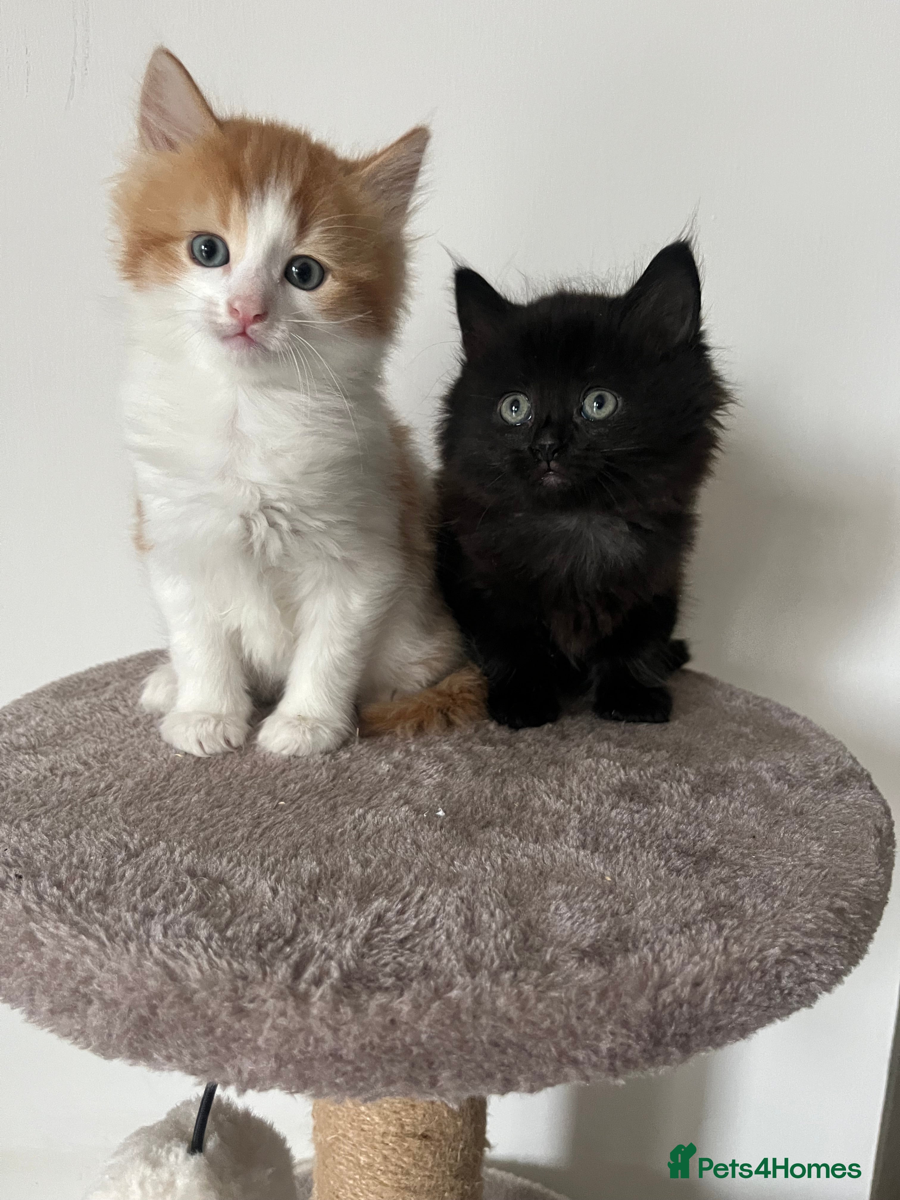 Mixed Breed cats RAGDOLL X KITTENS 💕💙 - Advert 6