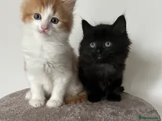 Mixed Breed cats RAGDOLL X KITTENS 💕💙 - Advert 6