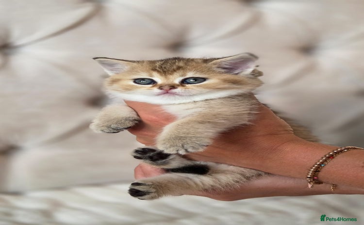 Scottish Fold cats - Advert 2