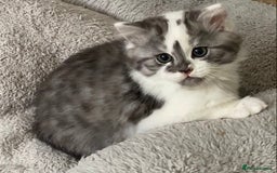 Mixed Breed cats for sale: Beautiful fluffy kittens  - Image 5