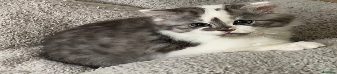 Mixed Breed Kitten 4