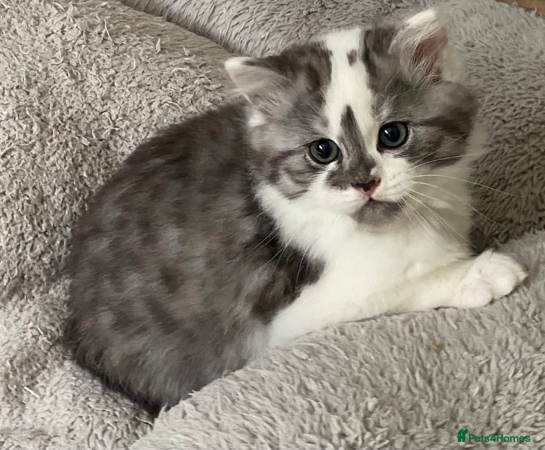 Mixed Breed cats for sale: Beautiful fluffy kittens  - Image 5