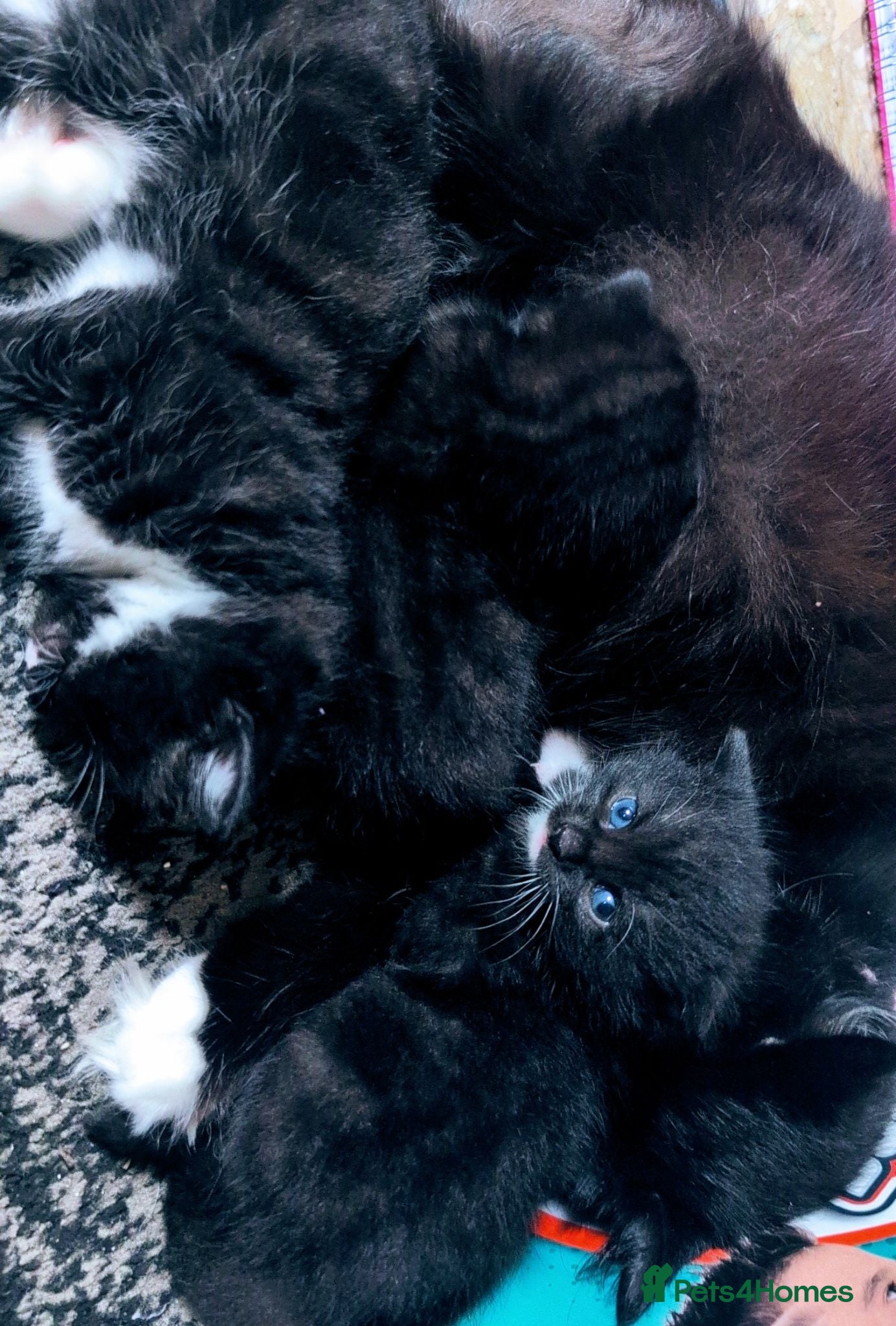 Mixed Breed cats Kittens Ragdoll X - Advert 1