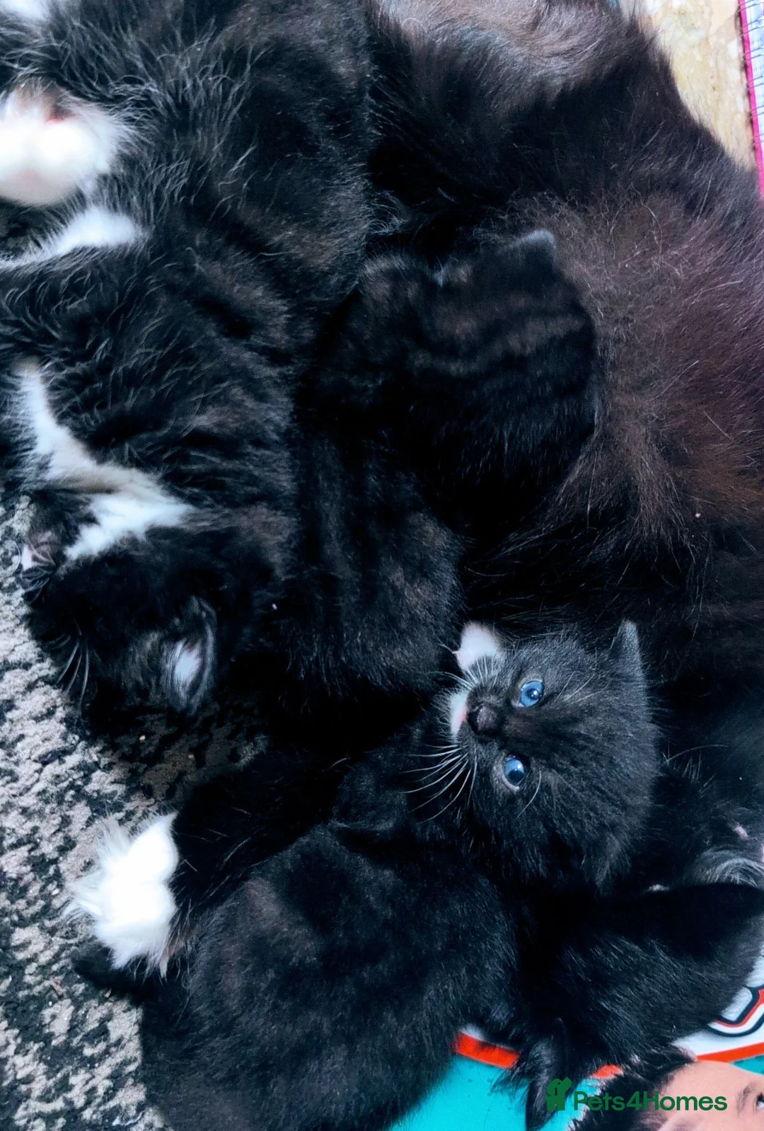 Mixed Breed cats for sale: Kittens Ragdoll X - Advert 1