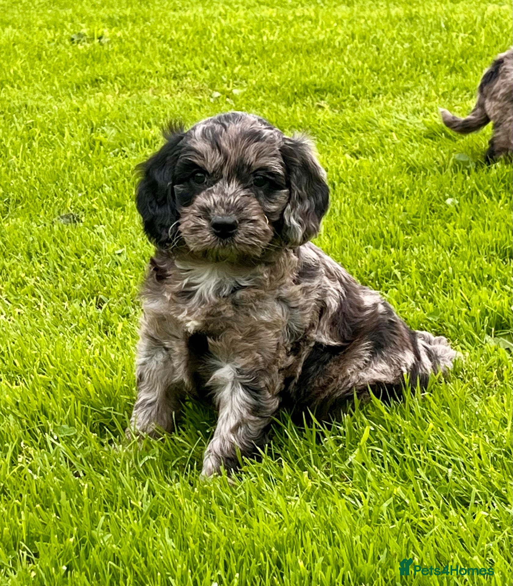 Cockapoo dogs Beautiful Cockapoo puppies  - Advert 1