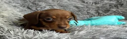 Miniature Dachshund dogs for sale: KC reg, PRA Clear Beautiful Natured Pups - Advert 11