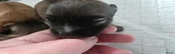 Chihuahua dogs for sale: 4 Chihauhau puppies ready end of July - Advert 5