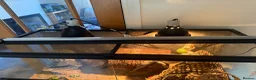 Bearded Dragon reptiles for sale: Bearded dragon and full vivarium setup for sale in Bolton - Advert 4