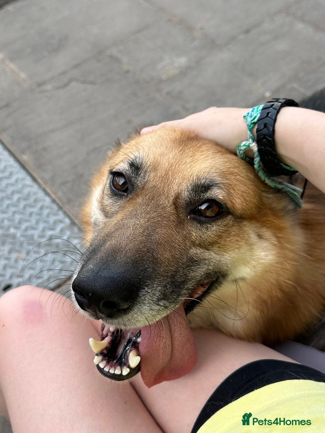 Mixed Breed dogs for adoption: ❤️🐶 LEIA- amazing 5 year-old GSD girl❤️🐶  - Image 5