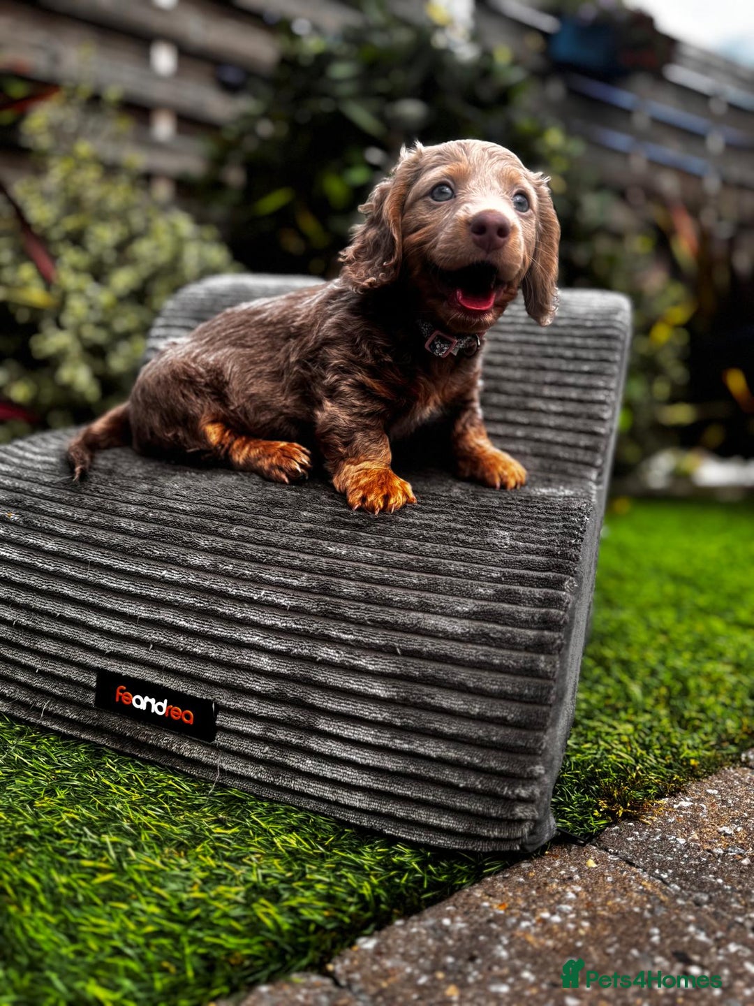 Miniature Dachshund dogs for sale: 💗 READY TO LEAVE - K.C MINIATURE DACHSHUND 💗 - Image 11