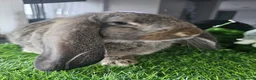 French Lop rabbits for sale: Vaccinated Giant French Lops - Advert 6