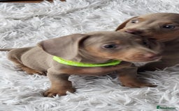 Dachshund dogs for sale: Mini Isabella dachshund puppies for sale! - Image 4
