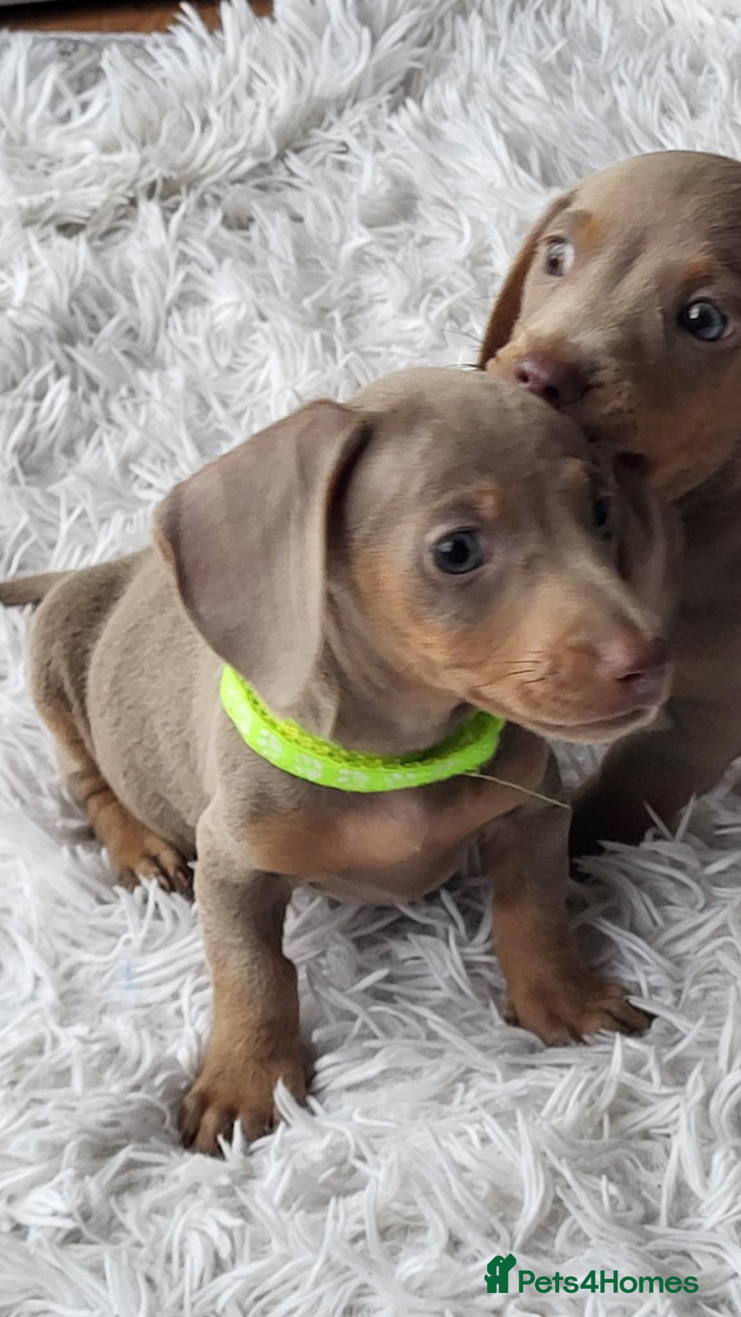 Dachshund dogs for sale: Mini Isabella dachshund puppies for sale! - Image 4