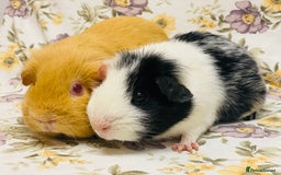 Guinea Pig rodents for sale: Pair of adult retired breeding females  - Image 4