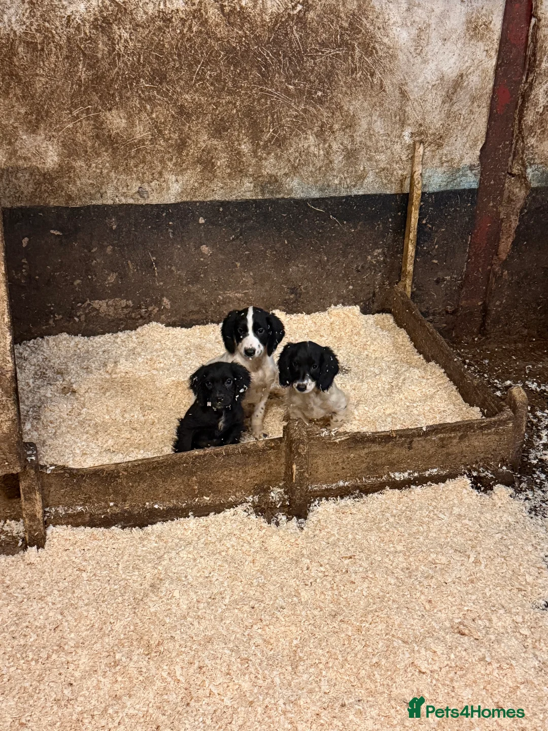 Sprocker dogs for sale: Spraker puppies for sale - Advert 5