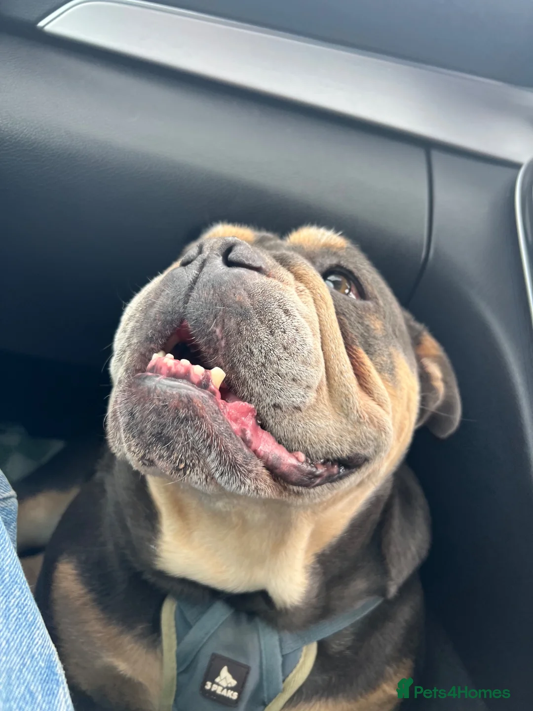 English Bulldog dogs for sale: 4.5 Blue and tan bulldog girl  - Advert 4