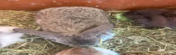 Mini Lop rabbits for sale: Mini lop babies - Advert 5