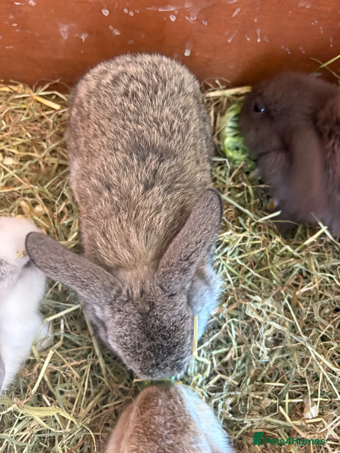 Mini Lop rabbits for sale: Mini lop babies - Advert 5