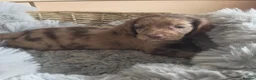 Cocker Spaniel dogs for sale: Rare coloured working type cocker spaniels! - Advert 17