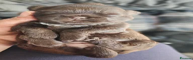 Brown Female 1