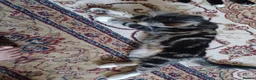 Mixed Breed cats for sale: Playful, loving, and gorgeous kittens  - Advert 3