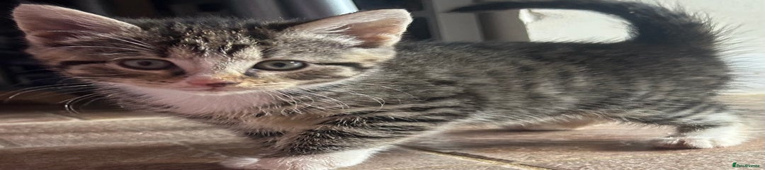 Domestic Shorthair Kitten 2