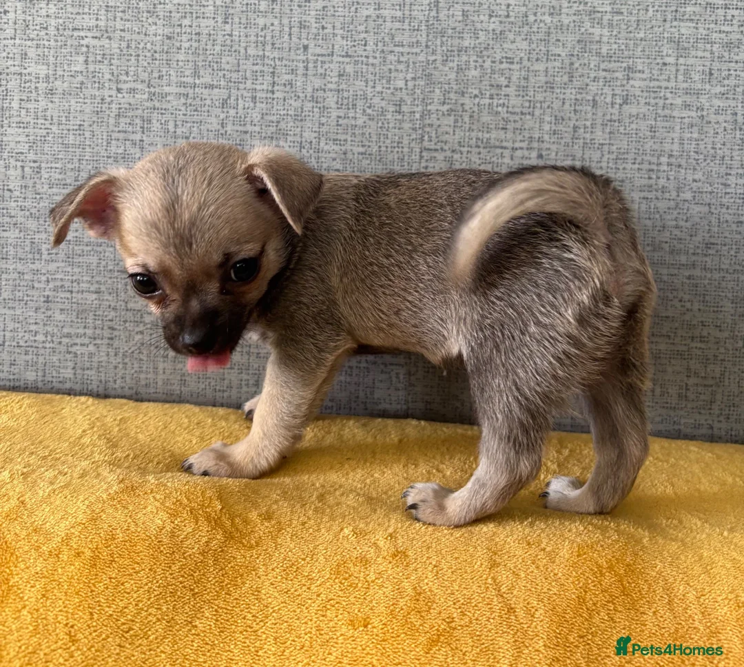 Chihuahua dogs for sale: Pedigree Registered Chihuahua Puppies - Advert 1